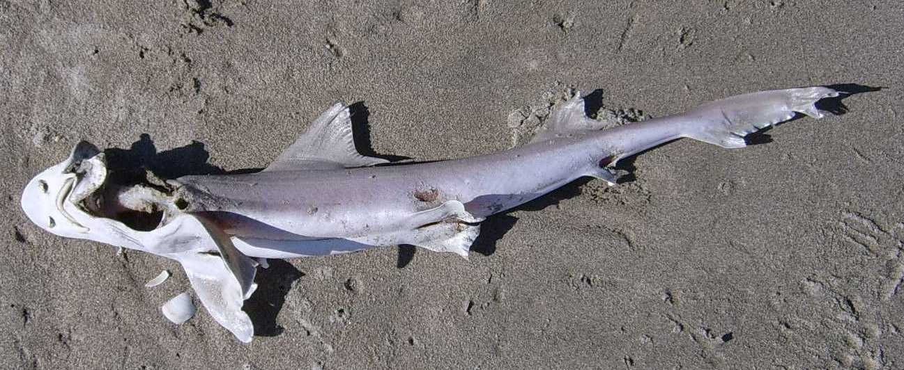 Mustelus mustelus (esemplare spiaggiato)